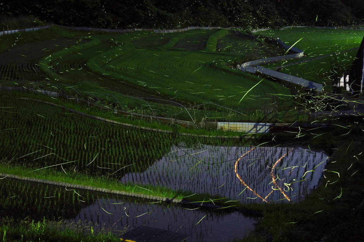 投稿写真：ホタル舞う棚田
