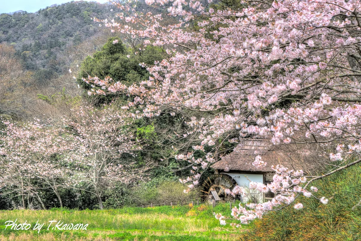 投稿写真：春の里山の水車小屋はゴトゴトゴットン♪