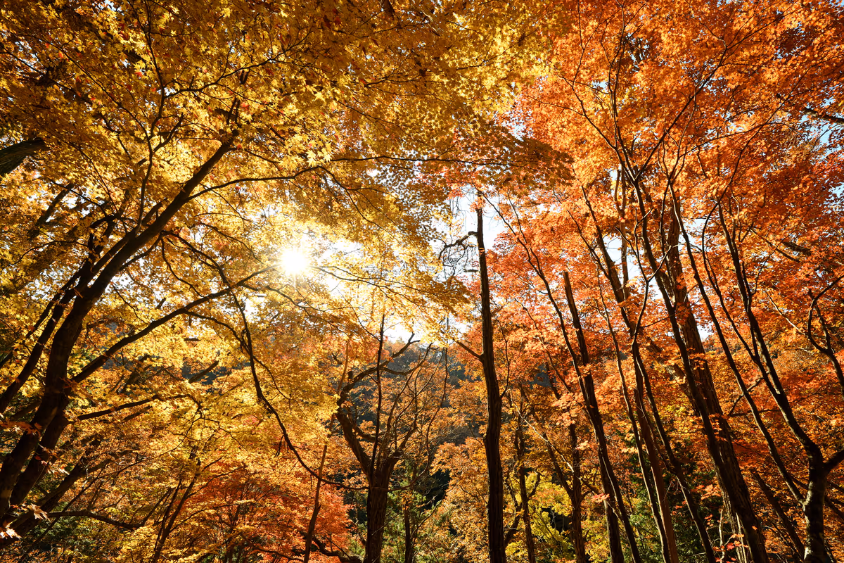 投稿写真：横谷峡　紅葉