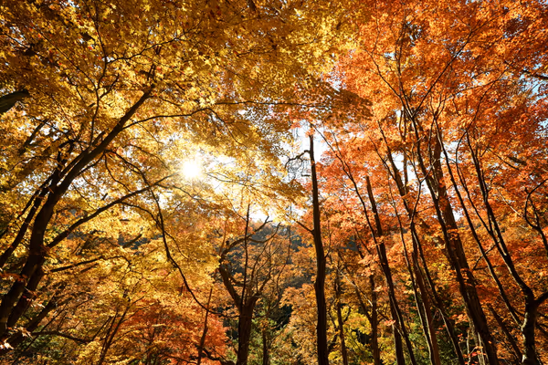投稿：横谷峡　紅葉