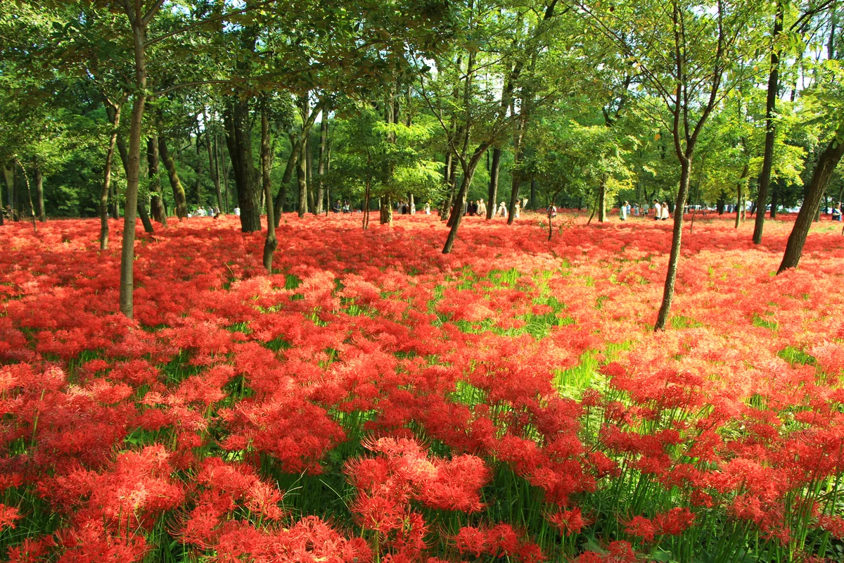投稿写真：ヒガンバナの群生