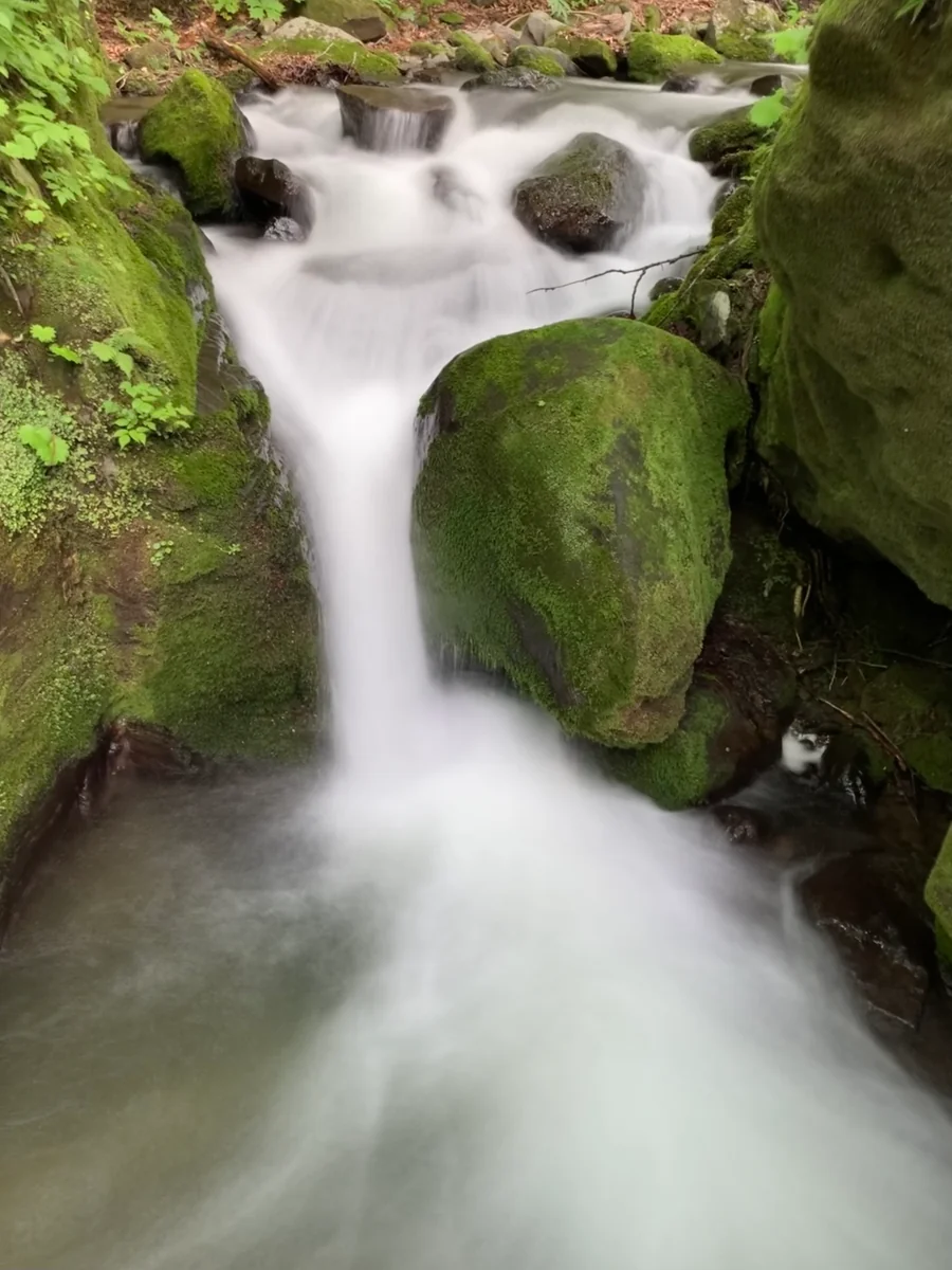 投稿写真：奥入瀬渓流