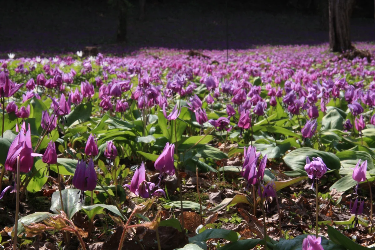 インプレッサさんの投稿写真