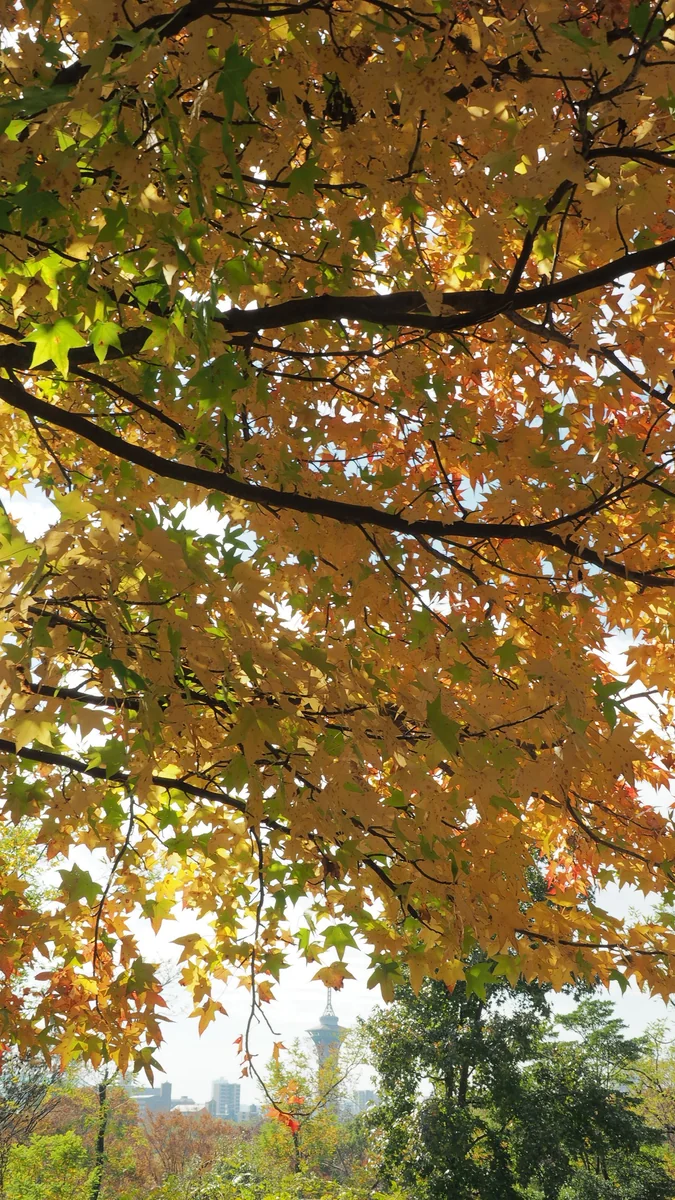 投稿写真：秋の色