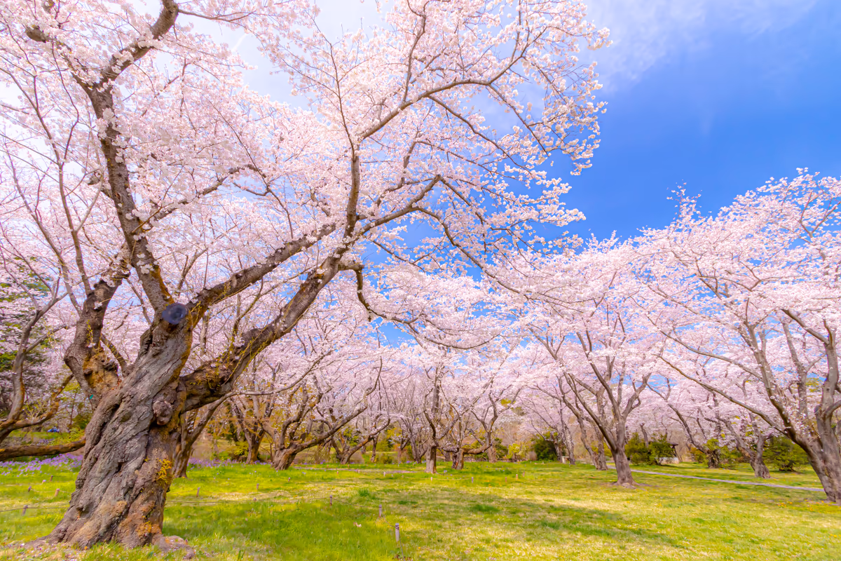 投稿写真：桜の園