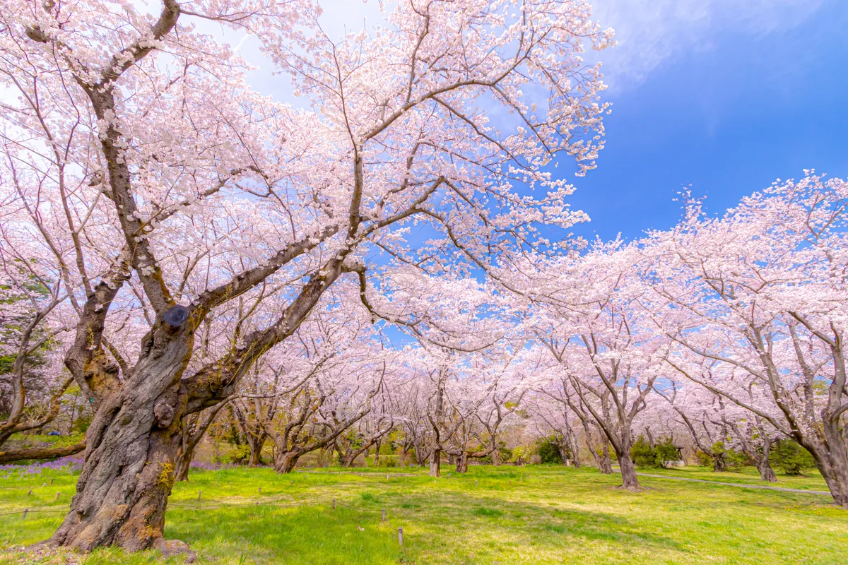 投稿写真：桜の園