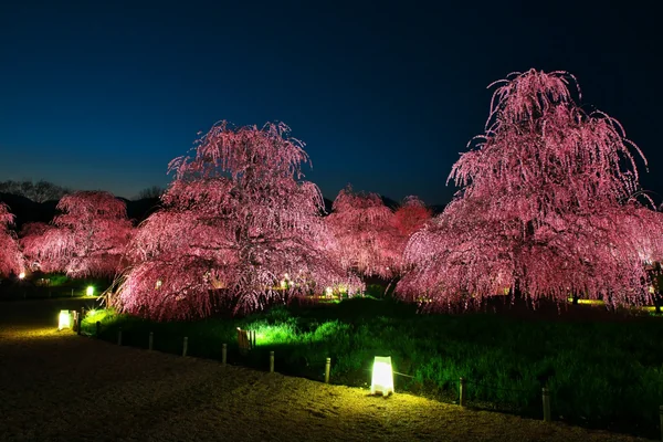 投稿：呉服枝垂梅