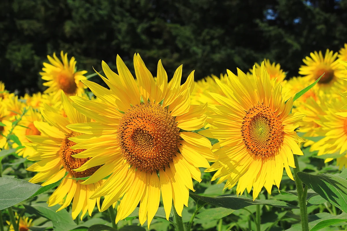 投稿写真：ひまわり畑