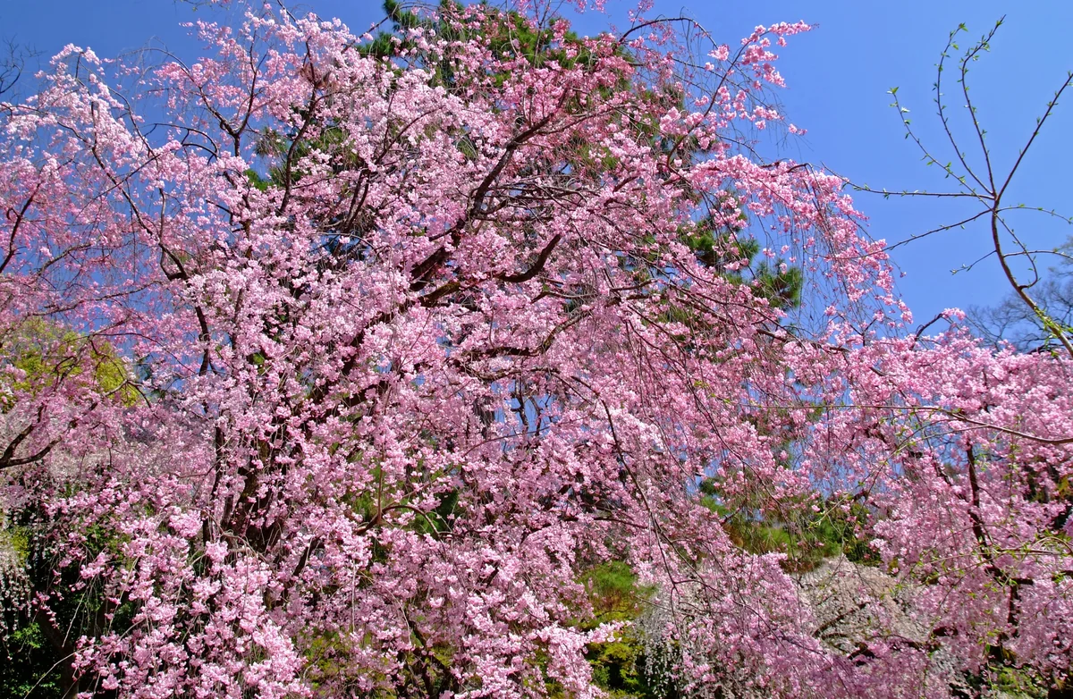 投稿写真：春の宴