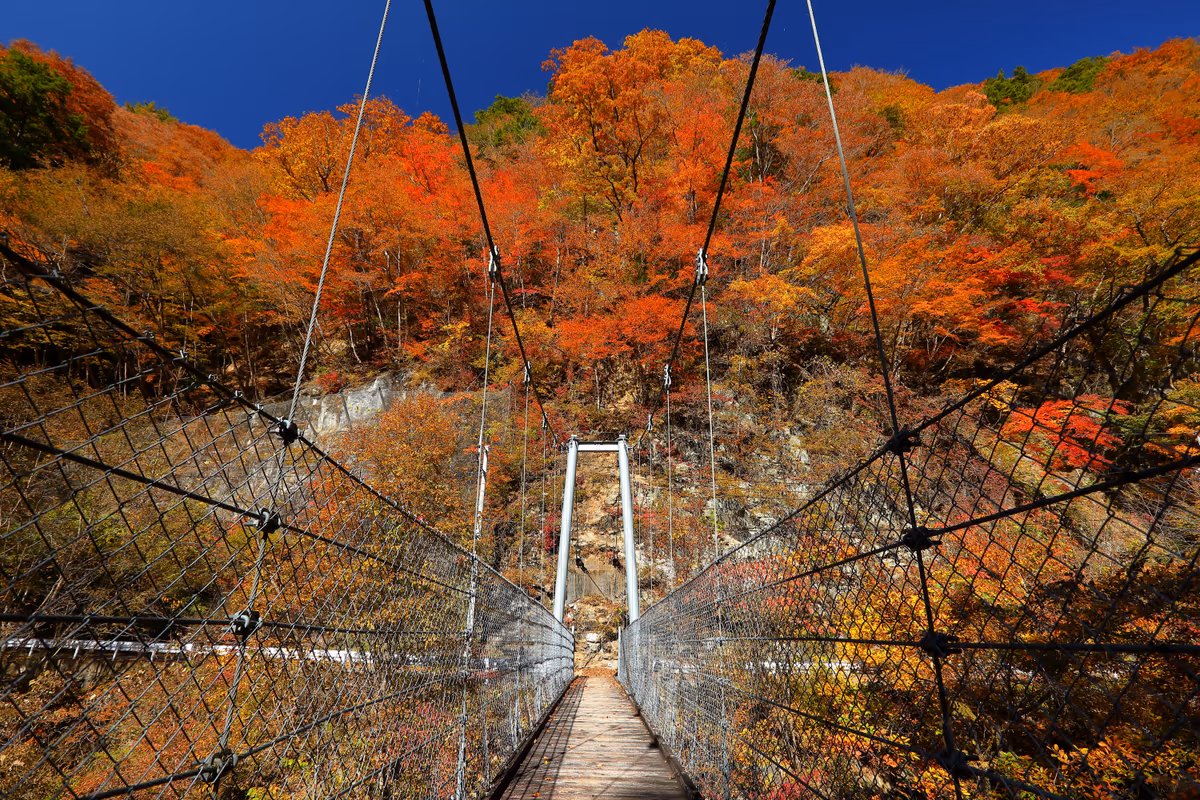投稿写真：紅葉の「たつまの吊橋」