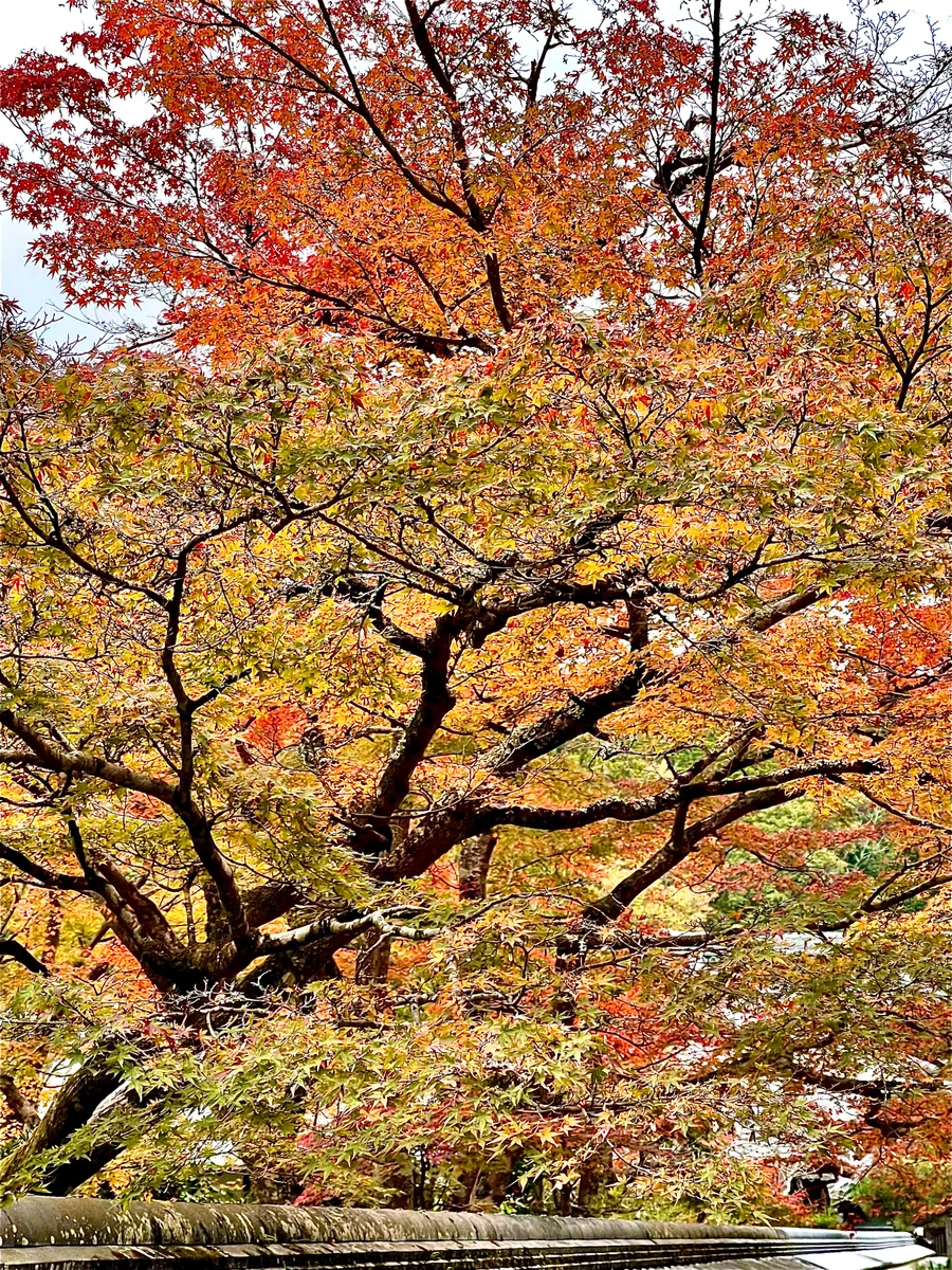 投稿写真：円照寺紅葉