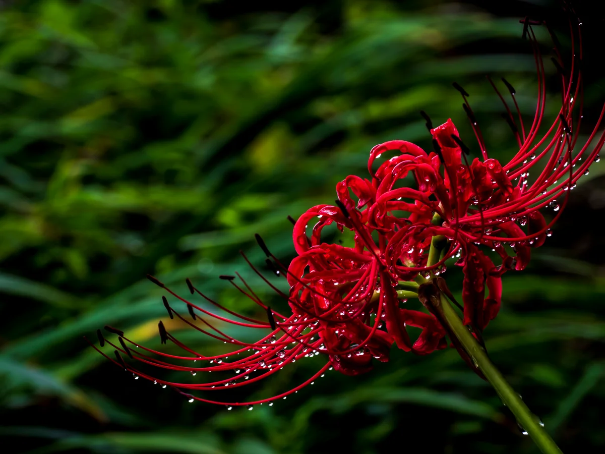 投稿写真：その先に何があるのか