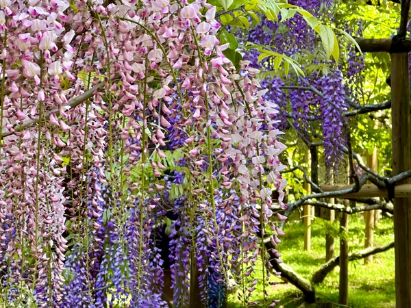 投稿：萬葉の藤