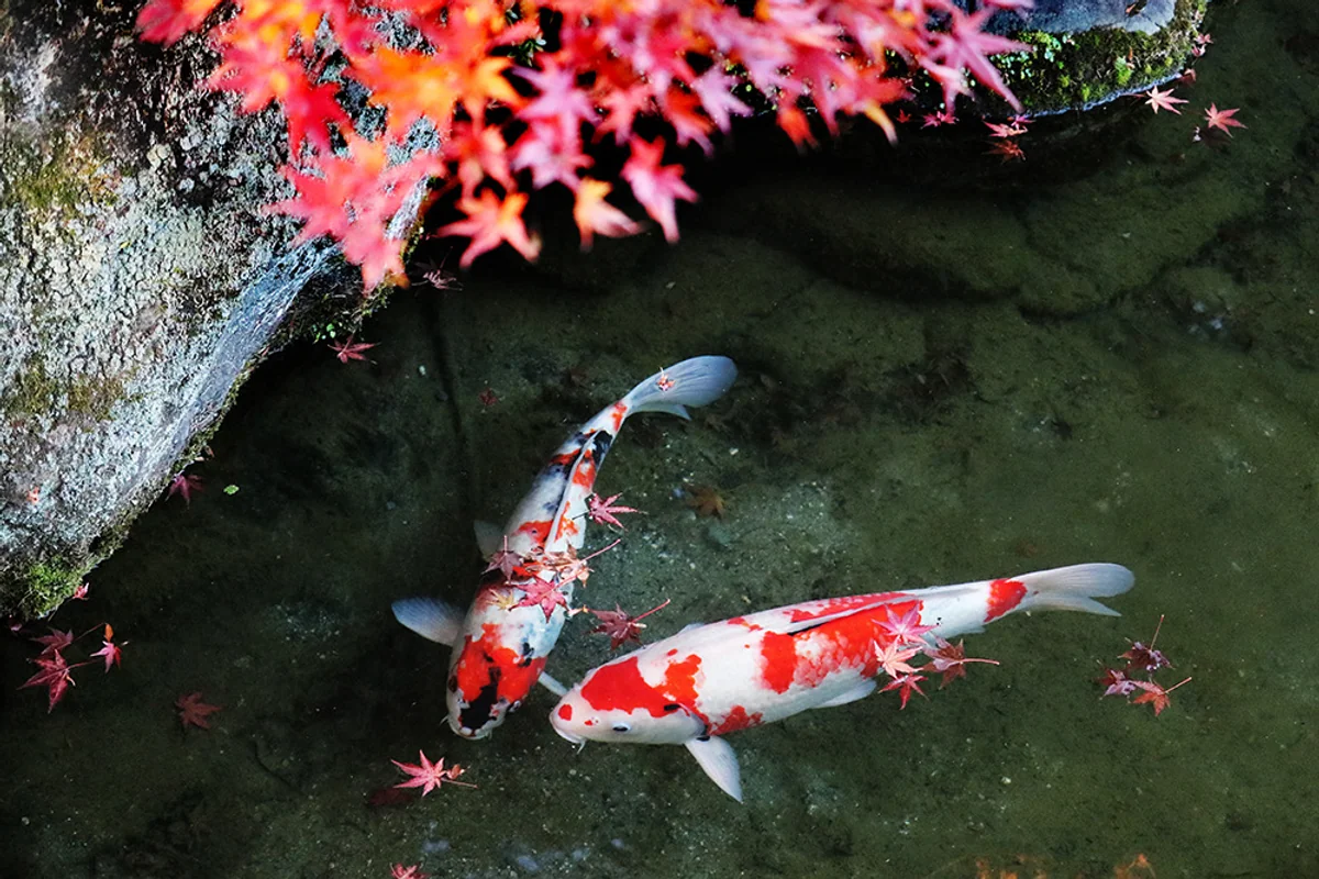 投稿写真：城南宮