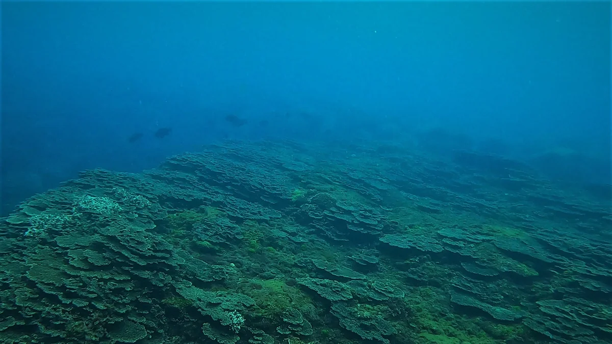 投稿写真：テーブルサンゴの群生地