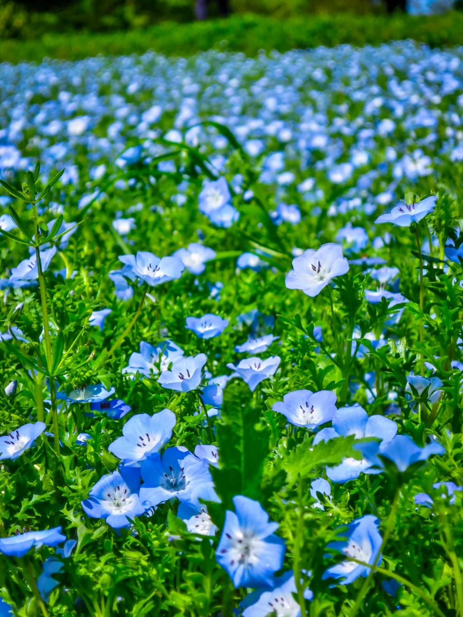 投稿写真：ネモフィラ
