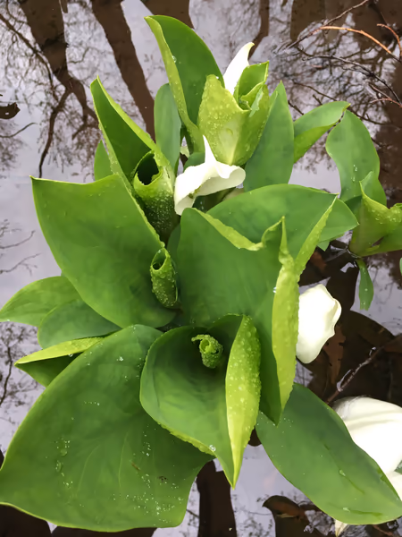投稿：ふれあい自然の里水芭蕉公園