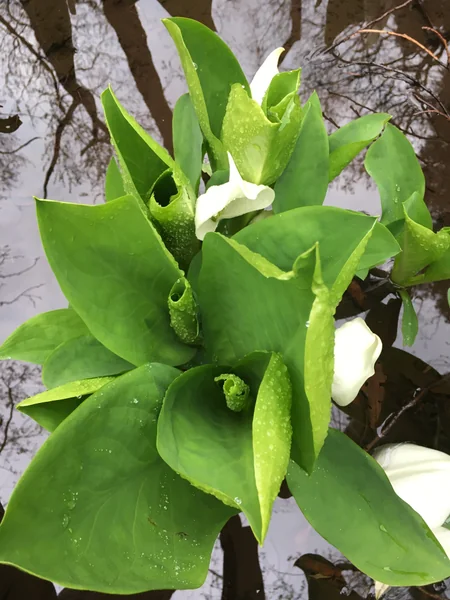 投稿：ふれあい自然の里水芭蕉公園