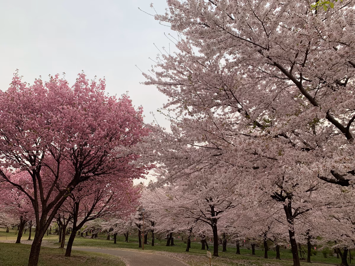投稿写真：赤城南面千本桜