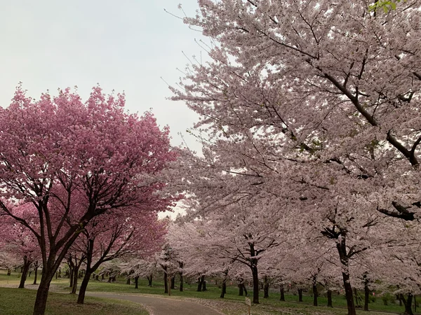 投稿：赤城南面千本桜