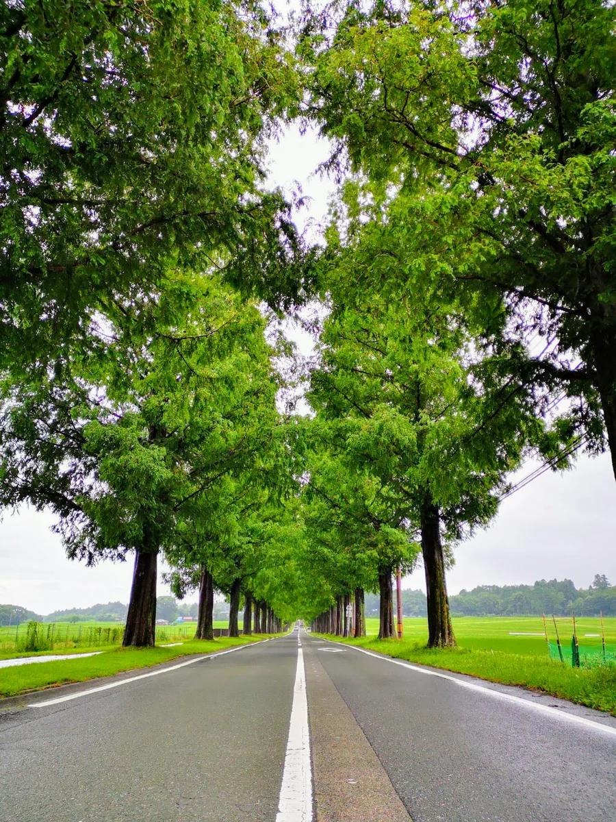 投稿写真：メタセコイア並木