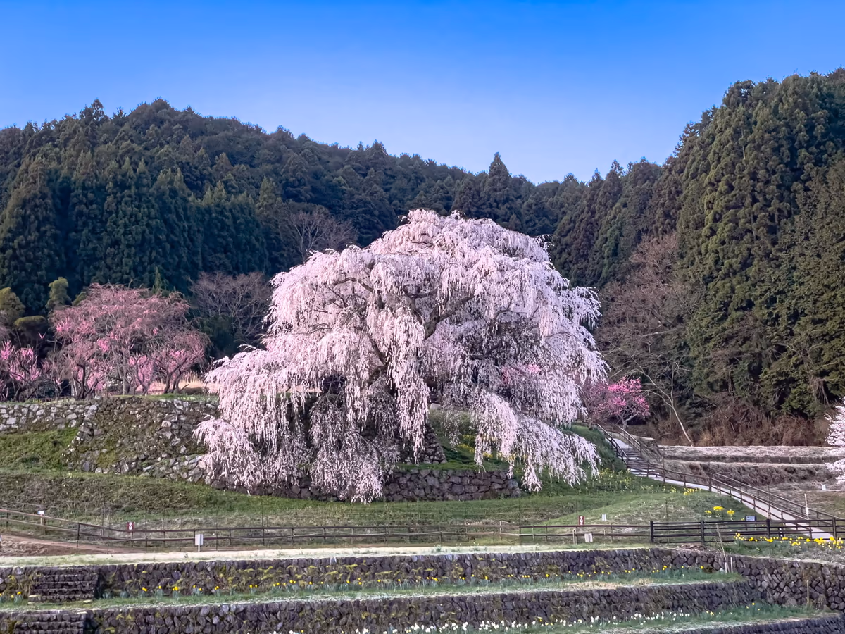 投稿写真：又兵衛桜　2023年4月