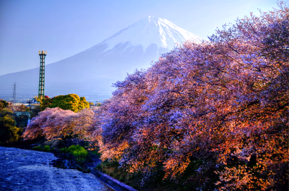投稿写真：富士山　龍巌淵の桜