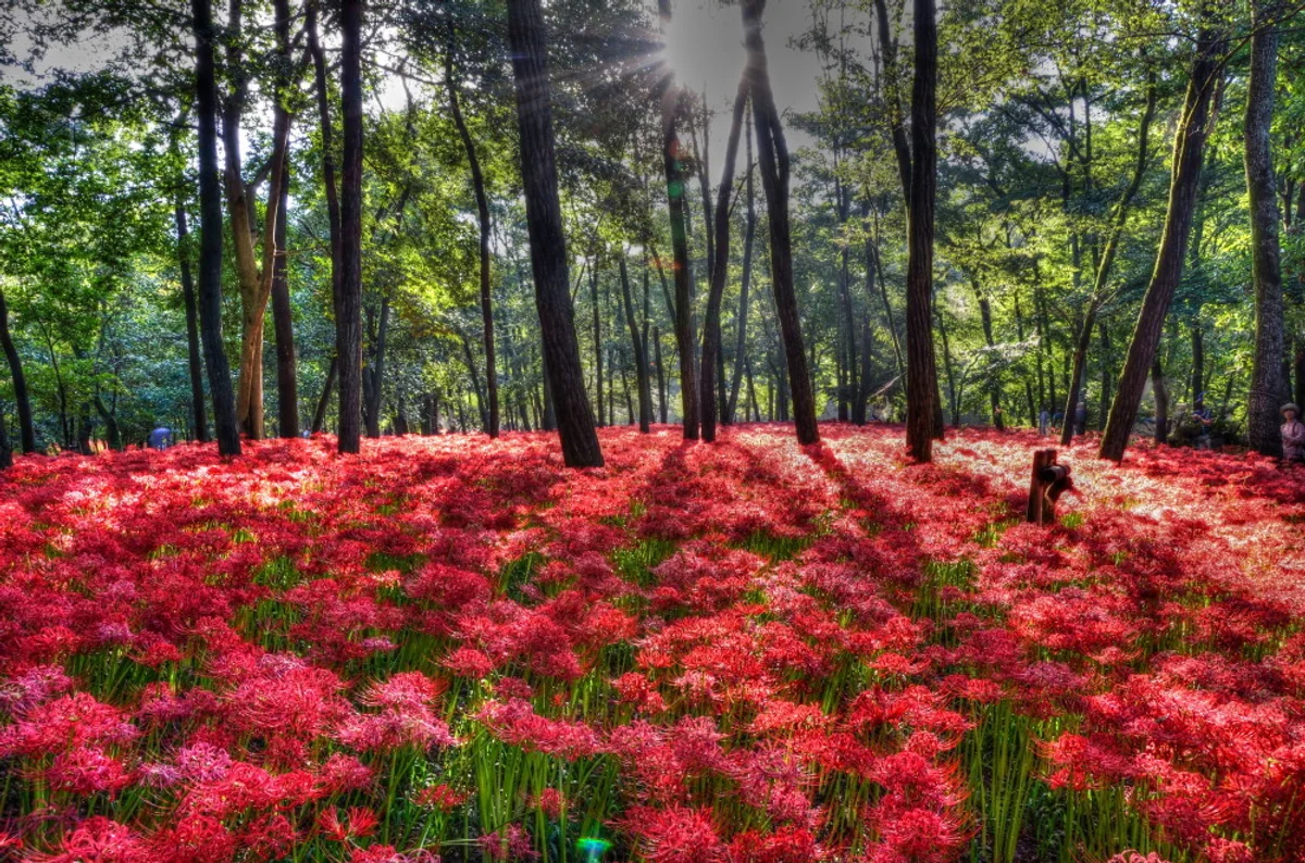 投稿写真：彼岸の季節　曼珠沙華の群落