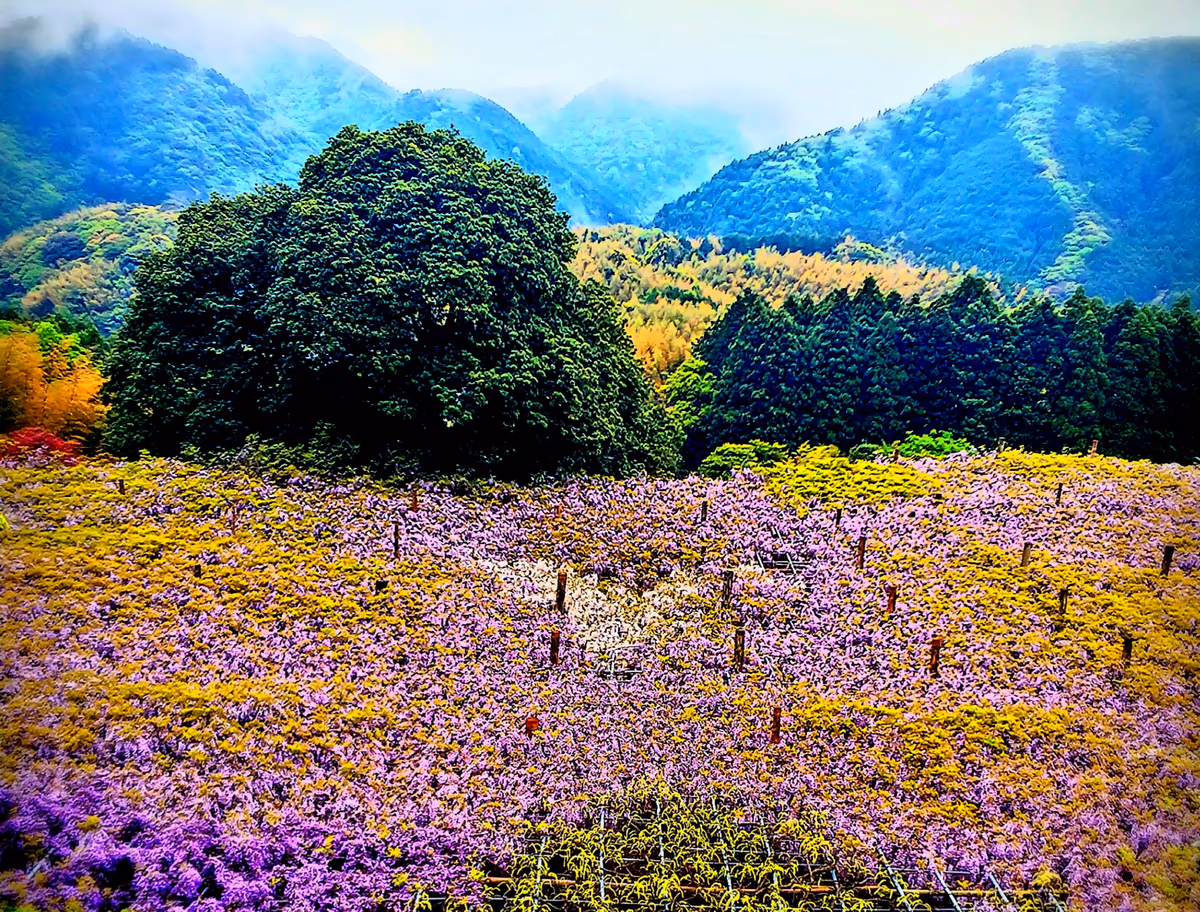 投稿写真：白のハートらしいです
