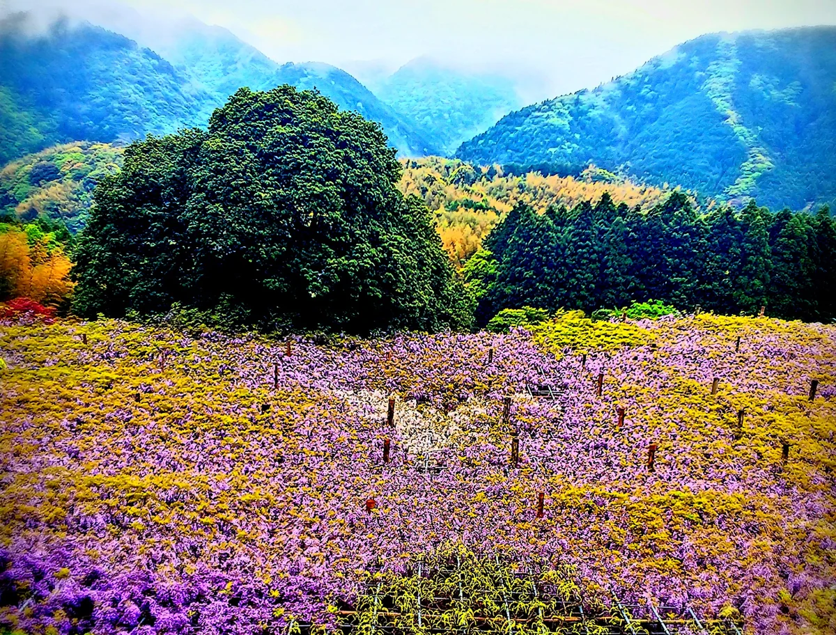 投稿写真：白のハートらしいです