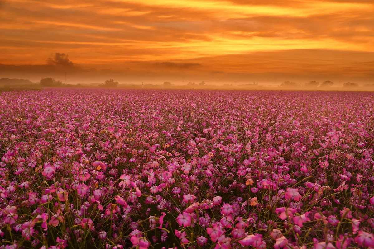 投稿写真：ムギナデシコ畑の夕焼け