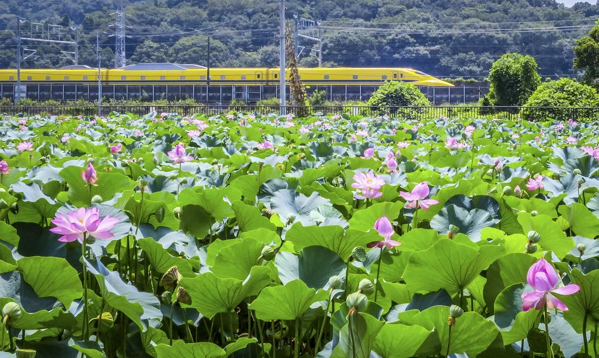 投稿写真：ドクターイエローとハスの花