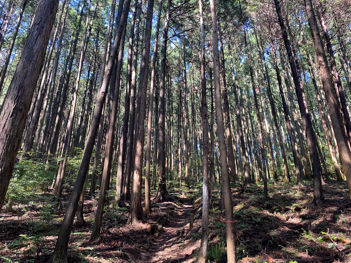 投稿写真：山林