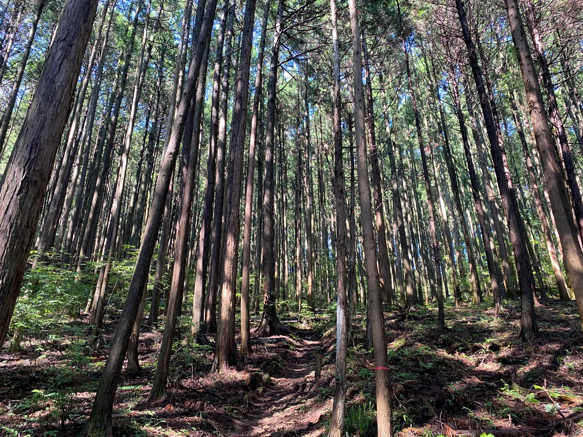 投稿写真：山林