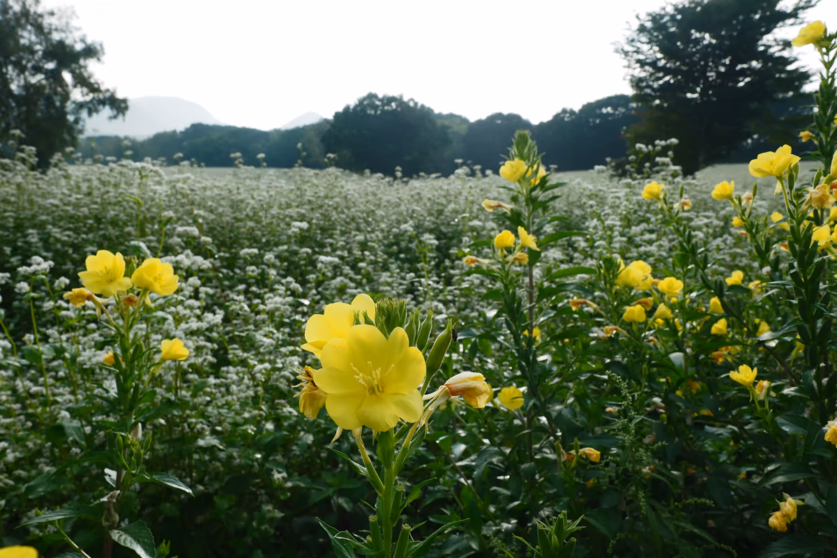 投稿写真：オオマツヨイクサとソバ畑