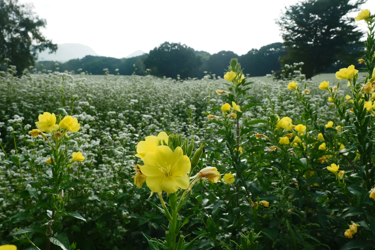 投稿写真：オオマツヨイクサとソバ畑