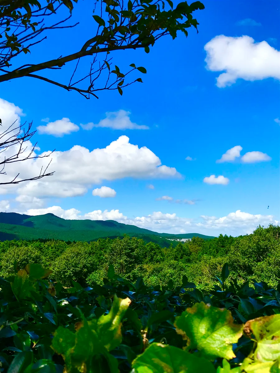 投稿写真：へビースモーカーズフォレスト