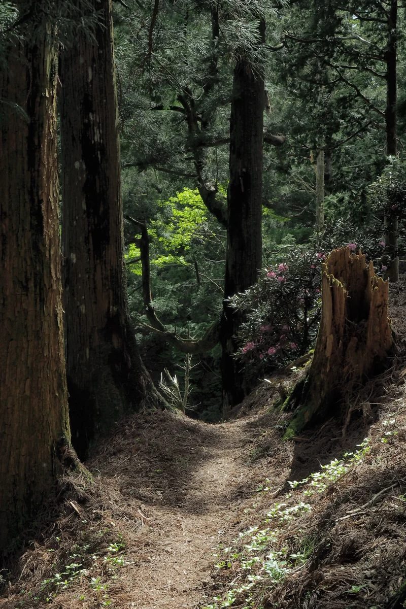 投稿写真：大峰奥駆道
