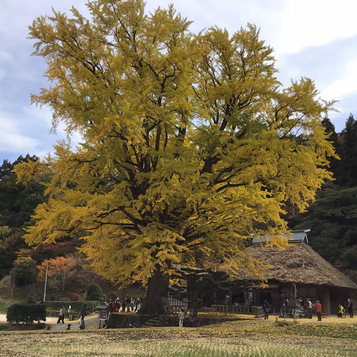 投稿写真：大銀杏
