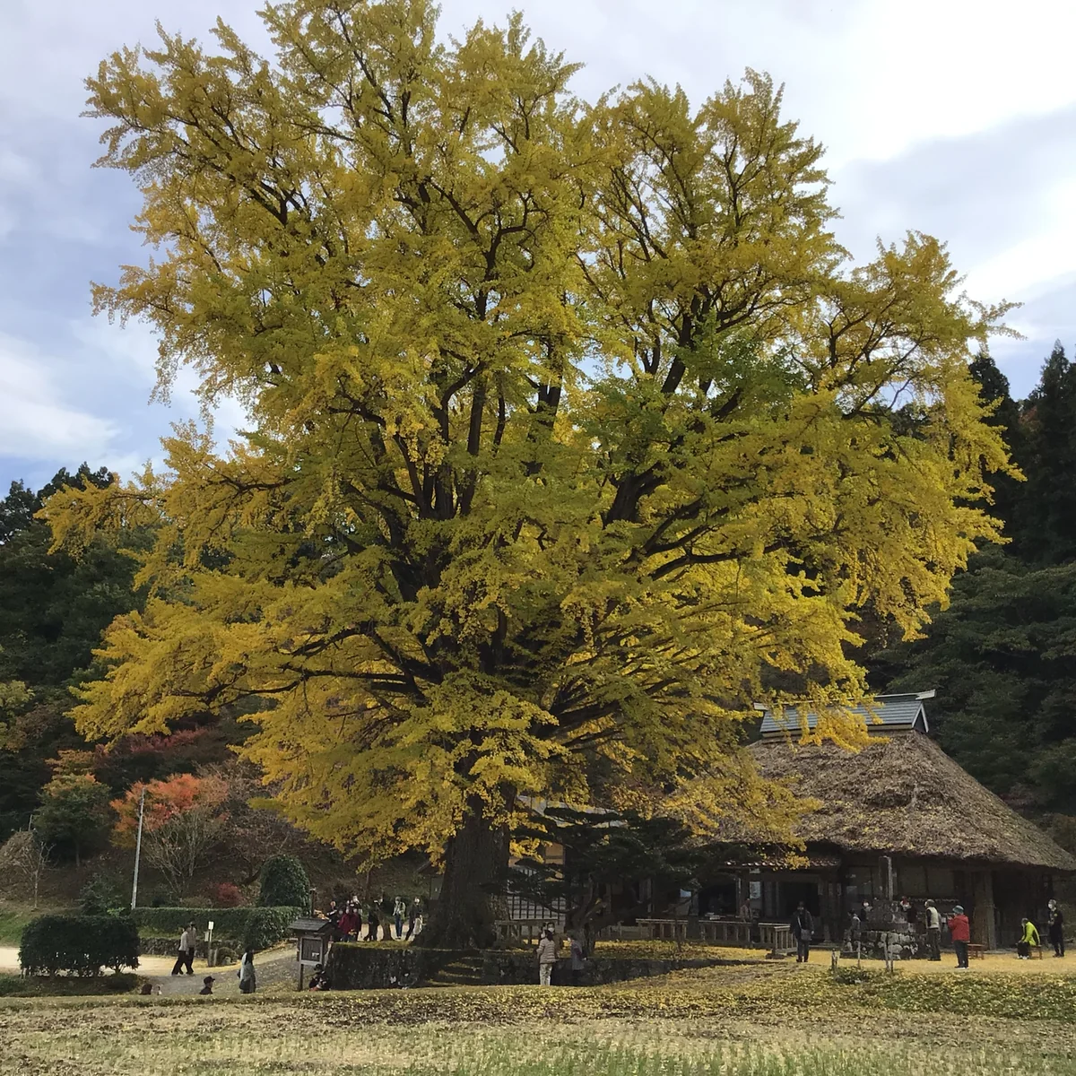 投稿写真：大銀杏