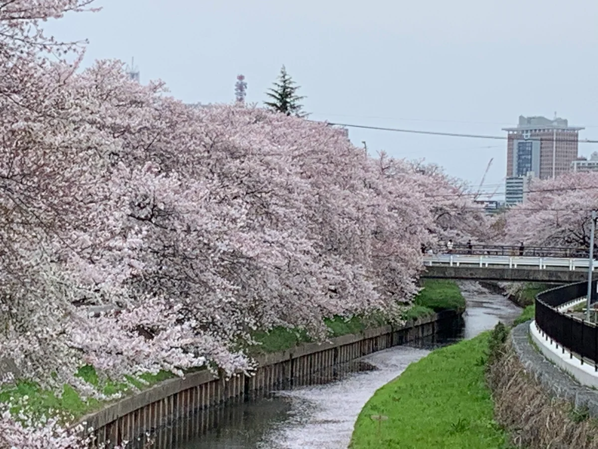 投稿写真：たまたま通りかかって