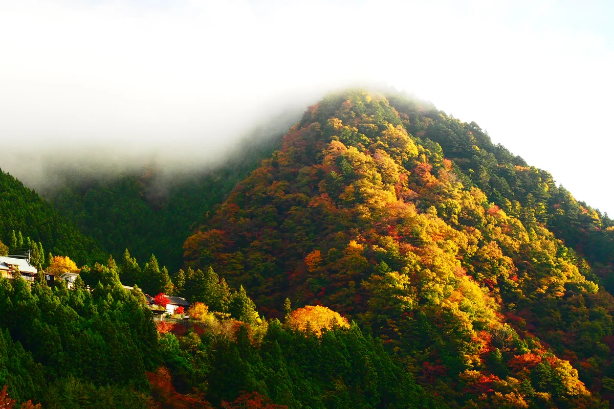 投稿写真：奥多摩　秋の色