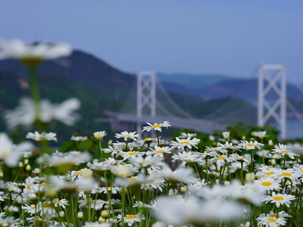 投稿写真：除虫菊と因島大橋