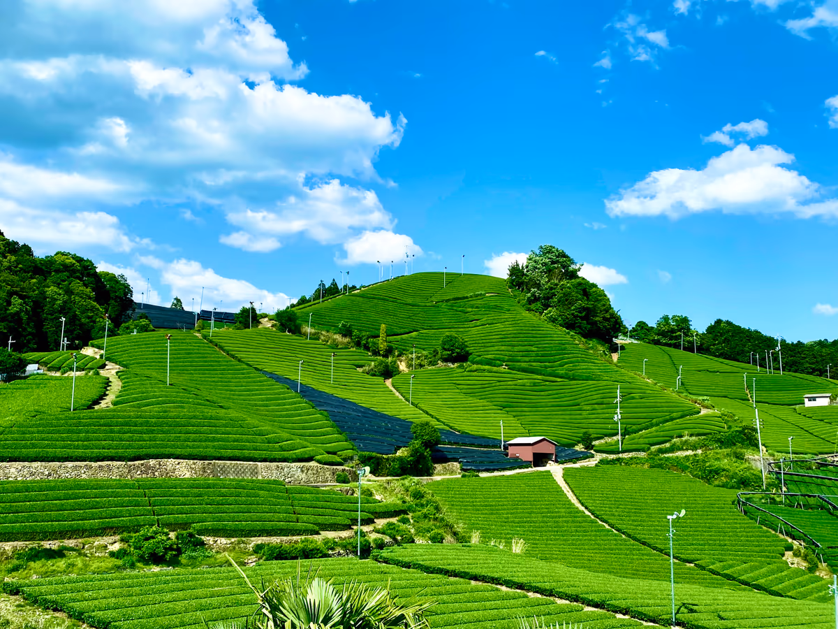 投稿写真：天空へと続く美しい茶畑🍃日本遺産  石寺の茶畑