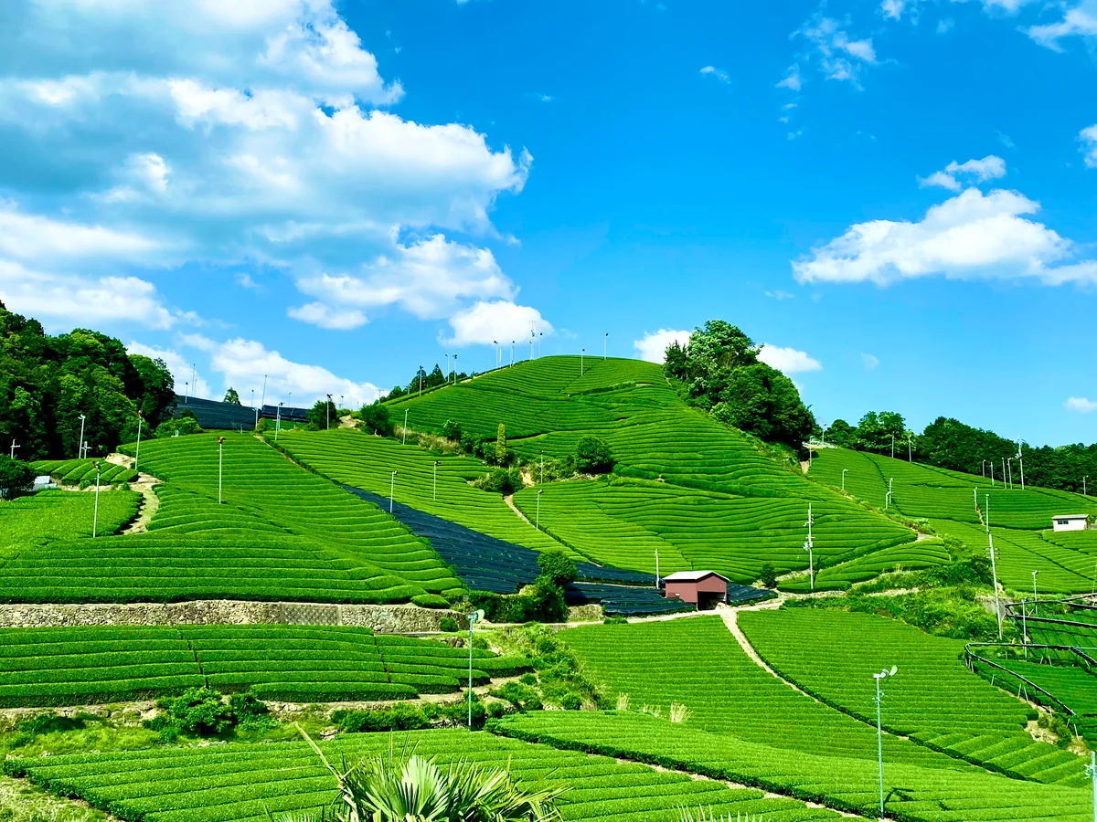 投稿写真：天空へと続く美しい茶畑🍃日本遺産  石寺の茶畑