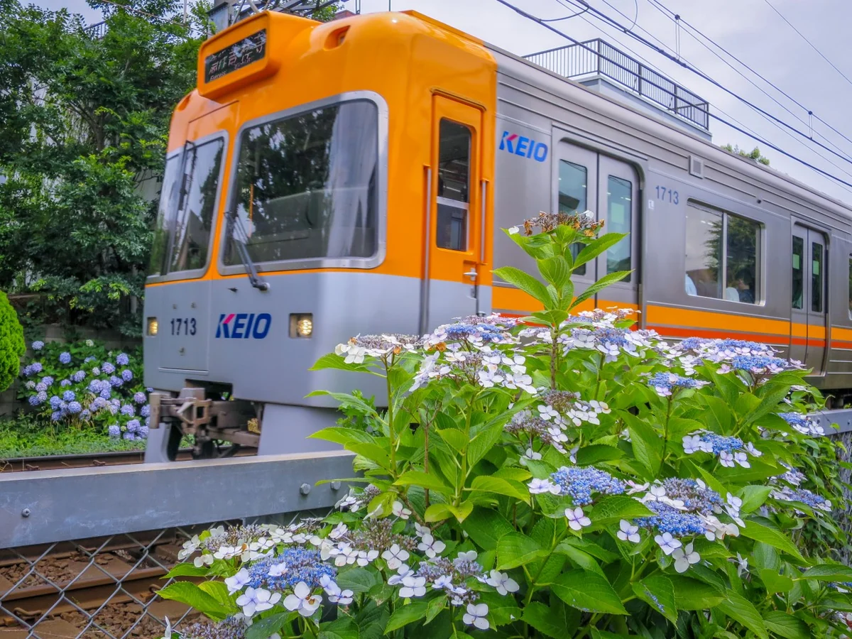 投稿写真：井の頭線とあじさい