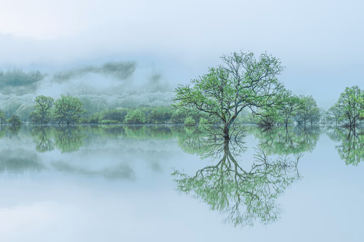 投稿写真：朝霧と水没林