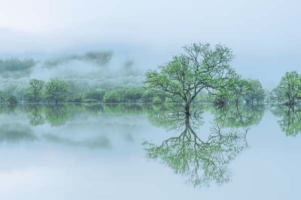 投稿：朝霧と水没林