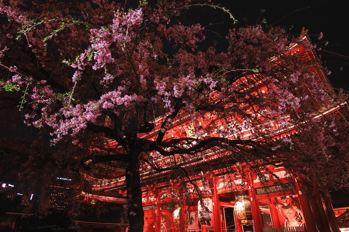 投稿写真：宝蔵門前の枝垂れ