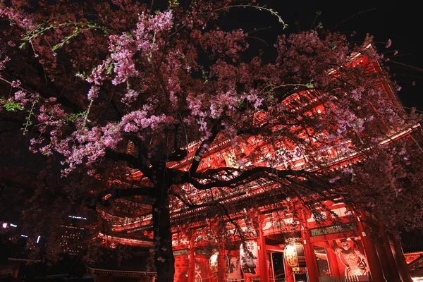 投稿：宝蔵門前の枝垂れ